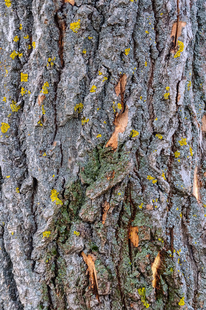 Stare drewno drzewo tekstura tło wzór. Podłoże drewniane - Zdjęcie, obraz