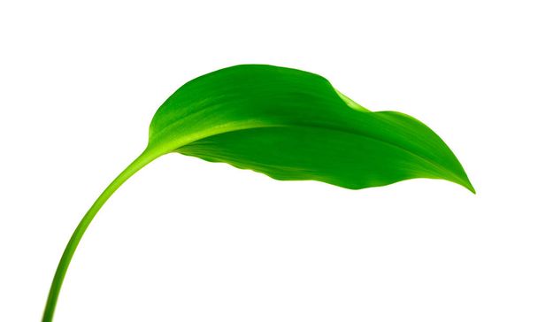 green leaf on white - Foto, imagen