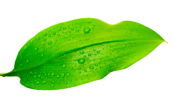 Groen blad met druppels water - Foto, afbeelding