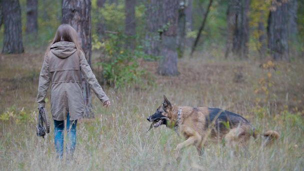 彼女のペットと遊ぶ若い女性-秋の森の中でドイツの羊飼い - 写真・画像