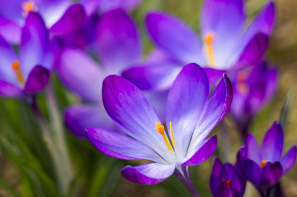 Krokus - eine der ersten Frühlingsblumen - Foto, Bild