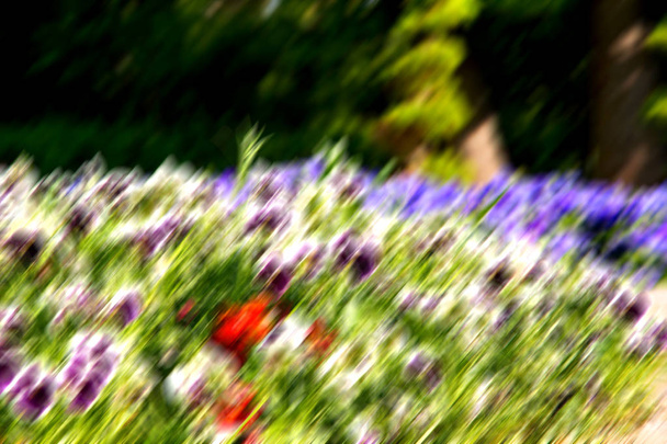 las flores y el jardín
    - Foto, imagen
