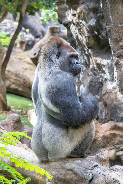 Gorille de montagne mâle
 - Photo, image