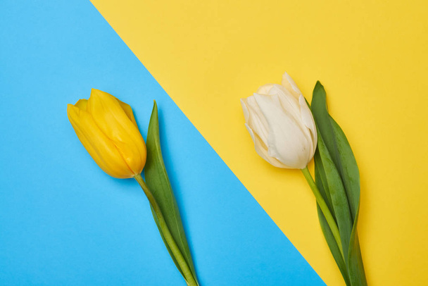 Felülnézete a különböző flatlays fekvő két tulipán - Fotó, kép