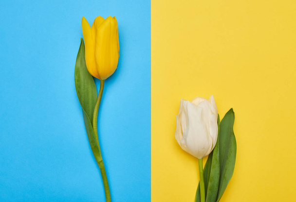 Two tender spring tulips - Photo, Image