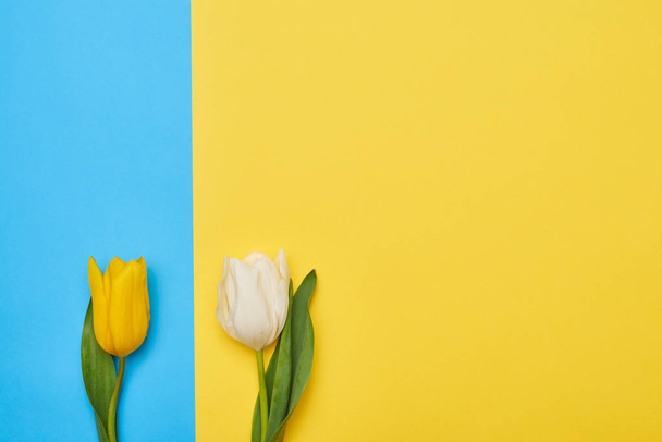 Vista superior de duas tulipas intimamente colocadas uma para a outra sobre differe
 - Foto, Imagem