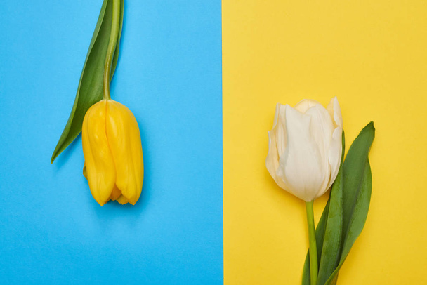 Flatlay view of white and yellow tulips lying on background - Фото, зображення