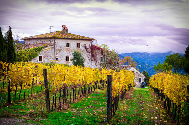 Domek Winnica w Toskanii - Zdjęcie, obraz