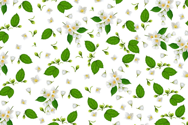 branch of jasmine flowers isolated on white background - 写真・画像