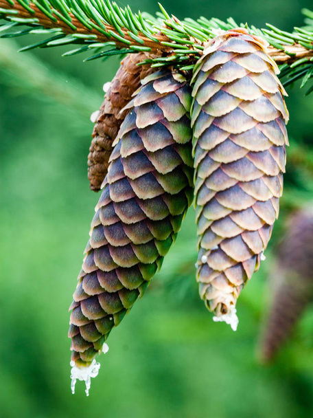 close-up de belos cones de pinheiro com fundo desfocado
 - Foto, Imagem