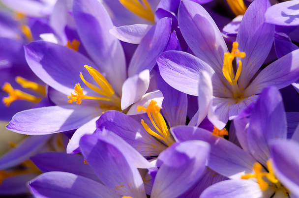 Photo close petites fleurs de printemps crocus
 - Photo, image