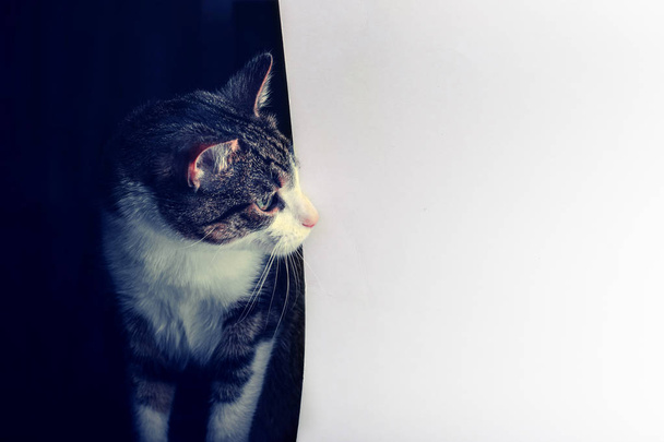 Gray tabby cat looks on a light background. - Photo, Image