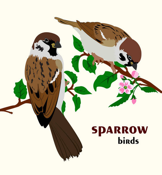 Vector illustration of sparrow birds - Vector, Image