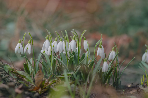 Snowdrop kwiat wiosna w lesie - Zdjęcie, obraz