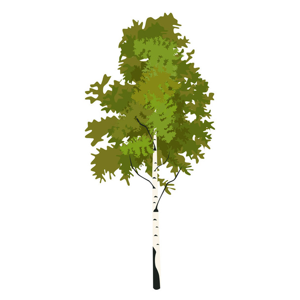 Baum Birke im Frühling Clip Art - Vektor, Bild