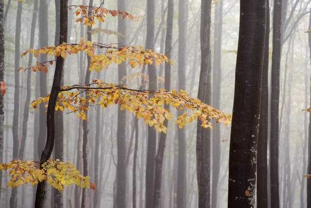 Bunte Herbstszene im Bergwald - Foto, Bild