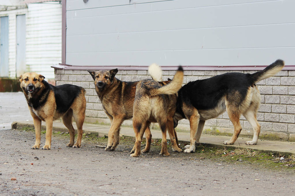 Varios perros callejeros juegan entre sí
. - Foto, Imagen