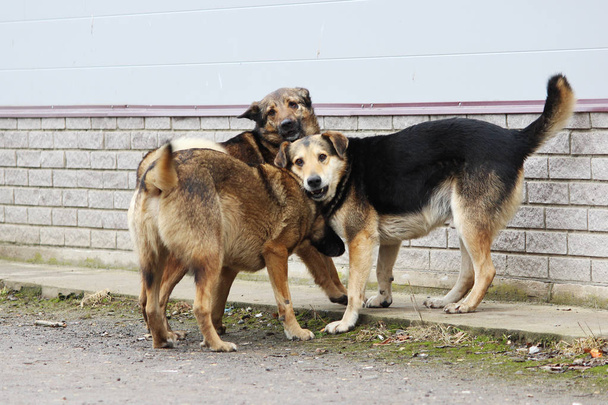 Several stray dogs play with each other. - Photo, Image
