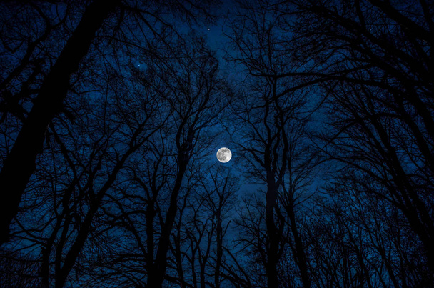 Hermoso paisaje de bosque nocturno oscuro contra luna llena, vista de luna llena desde ramas de árboles
 - Foto, Imagen