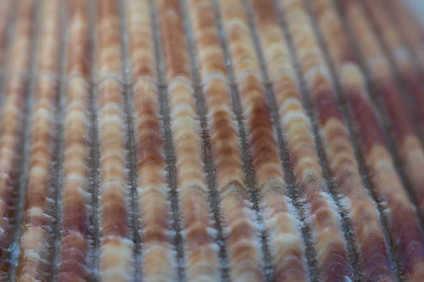 zerfurchte Textur auf brauner Muschel - Foto, Bild