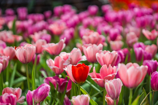 a kert szelektív összpontosít piros tulipán - Fotó, kép
