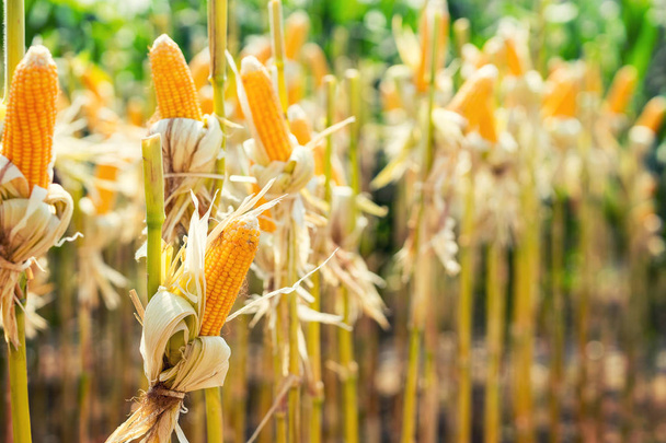 corn field on crop plant for harvesting - Photo, Image