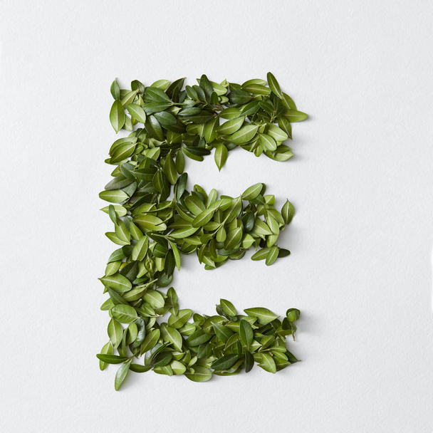 Letter E represented with green leaves - Foto, immagini