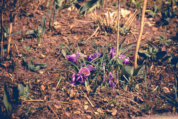 Purple Crocus Flowers Retro - Photo, Image