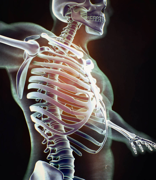 Emberi nyakörv csont anatómiai modell - Fotó, kép