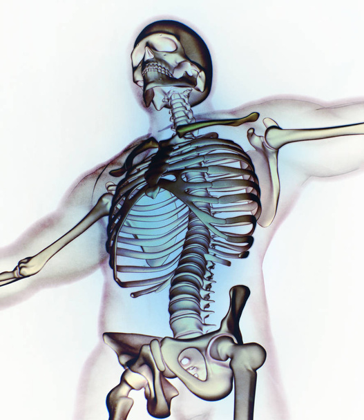 Human collar bones anatomy model - Photo, Image