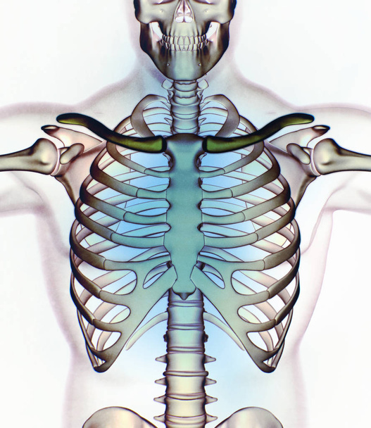 Human collar bones anatomy model - Photo, Image