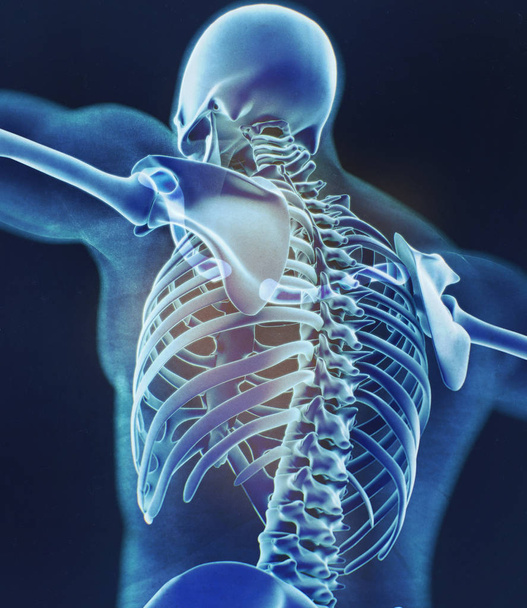 Modelu anatomii człowieka kołnierz kości - Zdjęcie, obraz