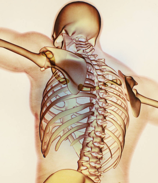Modèle d'anatomie des clavicules humaines
 - Photo, image
