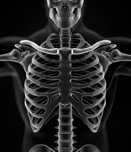 Model lidské límec anatomie kostí - Fotografie, Obrázek