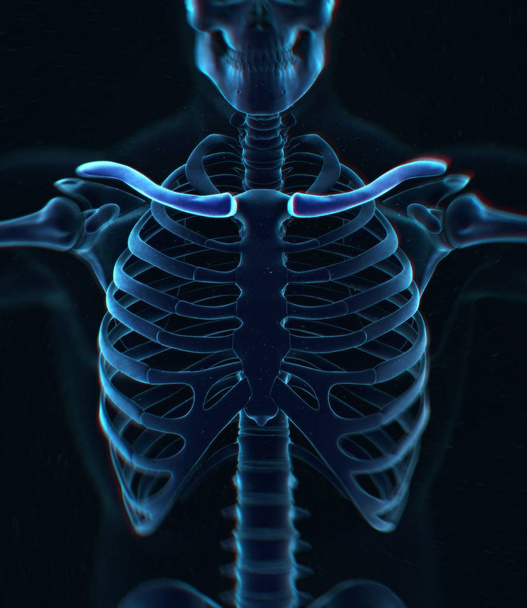 Ihmisen kaulus luut anatomia malli
 - Valokuva, kuva