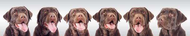 Portrét psa čokoládového labradora při pohledu - Fotografie, Obrázek