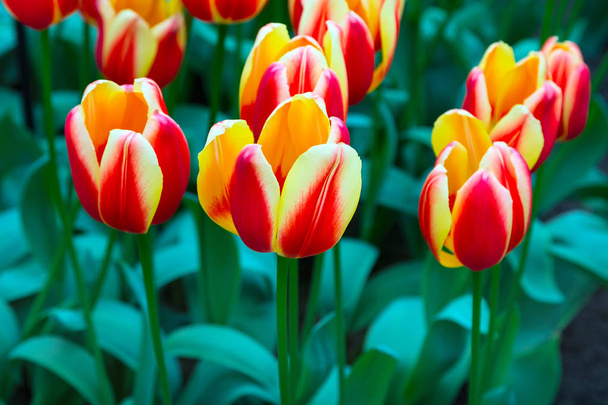 Tulip flowerbed, rode, gele tulpen in de tuin - Foto, afbeelding