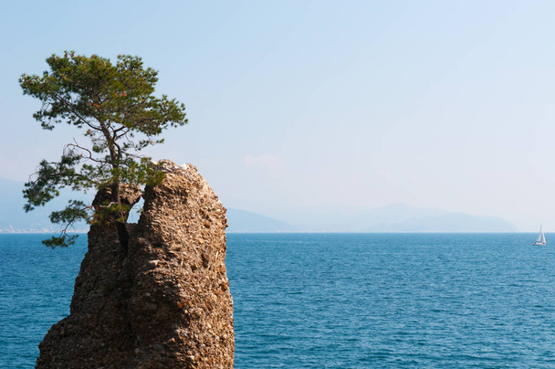 Włochy: widok Rock Cadrega, skała krzesło, słynną skałę z drzewa sosny morskiej na górze znajduje się w Morze Liguryjskie na nabrzeżu pomiędzy Santa Margherita Ligure i Portofino - Zdjęcie, obraz