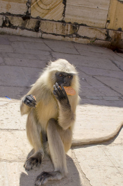 Animal a monkey in India South flat Langur - 写真・画像