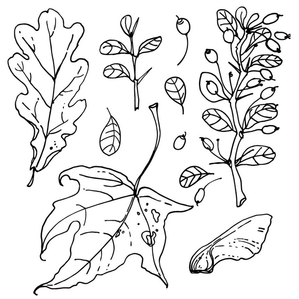 hand-drawn leaves set - Vector, Image
