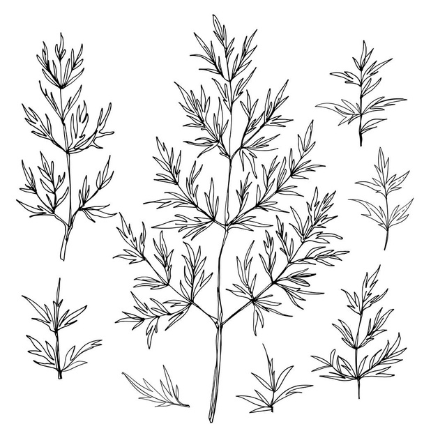 hand-drawn branches with leaves - Vector, Image