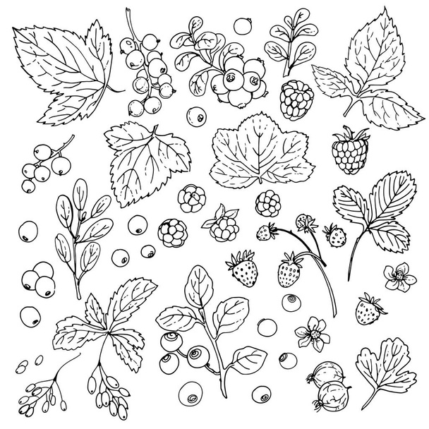 hand-drawn berries set - Vector, Image