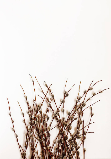 Ветви и букет ивы изолированы на белом фоне
 - Фото, изображение