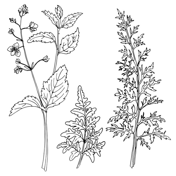 hand-drawn herbs set - Vector, Imagen
