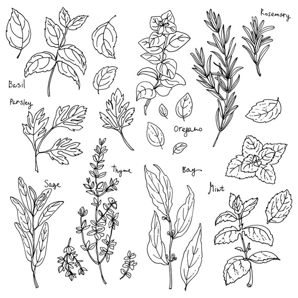 hand-drawn herbs with place for text - Vector, Image