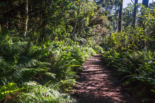 Trail in Itaimbezinho Canyon - Foto, afbeelding