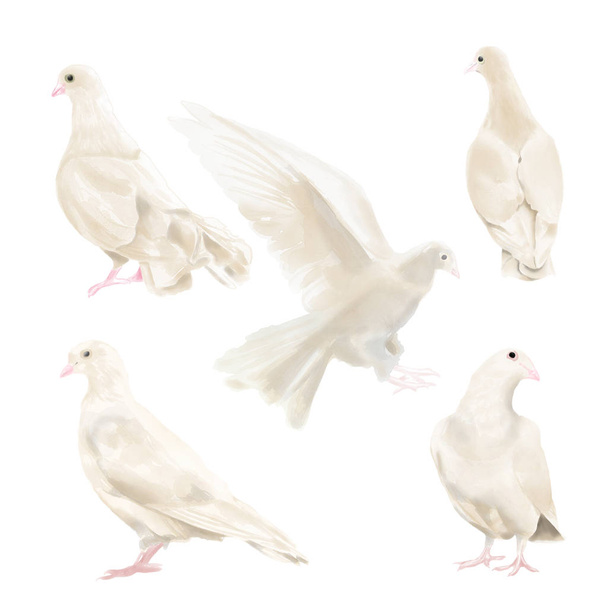 Watercolor Dove Set - Photo, Image
