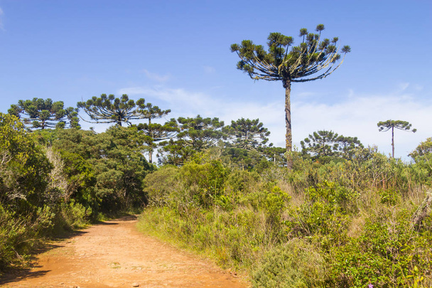 Trail in Itaimbezinho Canyon - Foto, afbeelding