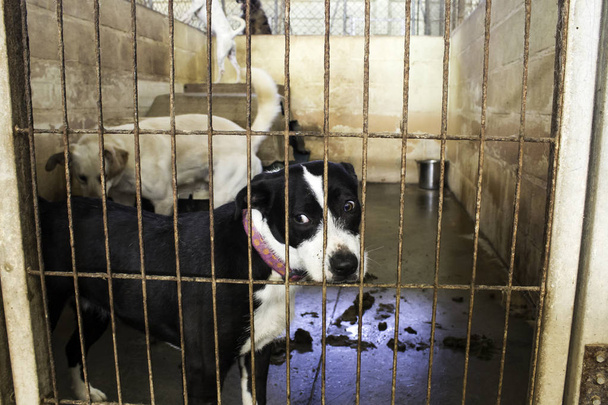 Triste cães abandonados
 - Foto, Imagem