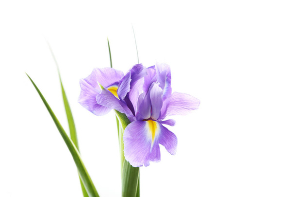 Bouquet of iris flowers - Zdjęcie, obraz
